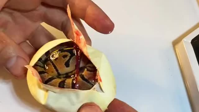 When a snake is born