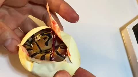 When a snake is born