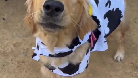Cute Dog Finish The Site / So Funny Pet