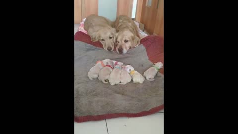OMG So Cute ♥ Funny Cats and Dogs 2021