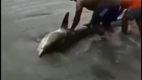 A shark rescued by good villager’s