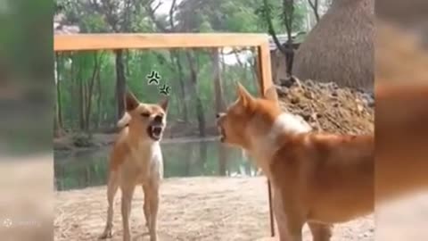 Super FUNNY ANIMAL videos
