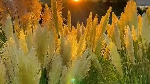 #autumn#grass #sun #foryou #tiktok #beauty #scenery