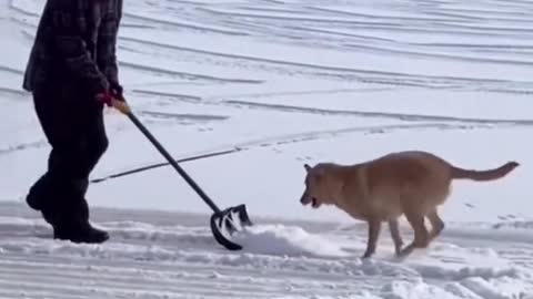 dog Love snow ❄️⛄️🥰