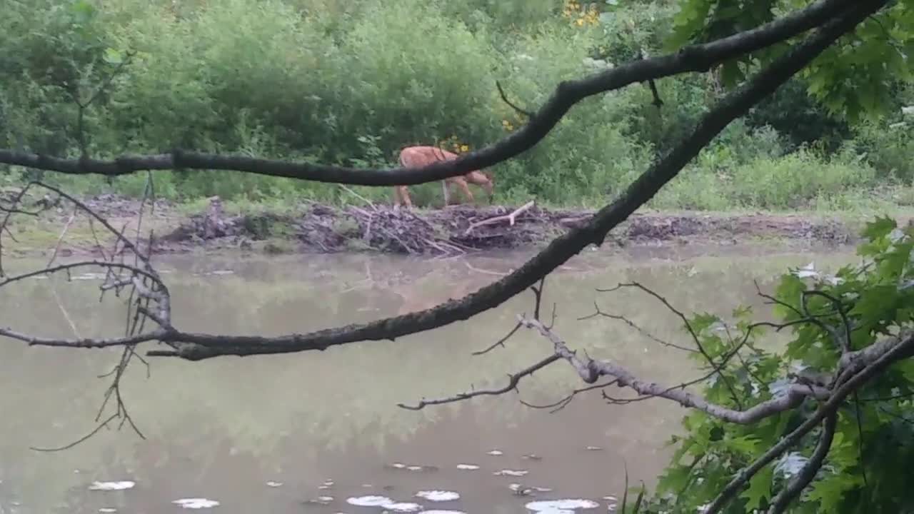 young deer, fawn Hinckley Ohio