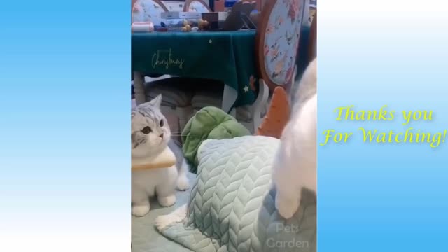 Funny and Cute Cat's Life 👯😺 Cats and Owners are the best friends Videos #4