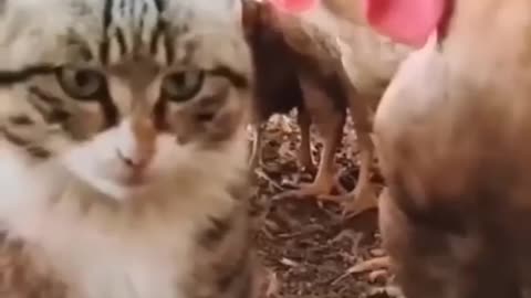 FUNNY CUTE CAT VIDEO