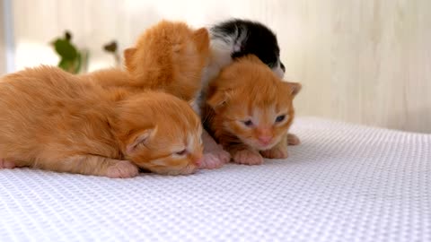 Infant soft little cats