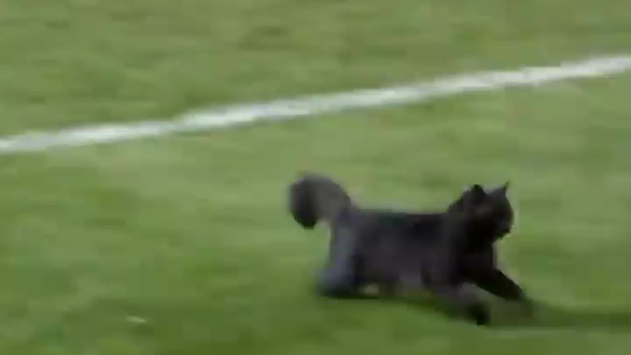 Black cat runs on field and SCORE A GOAL!!!