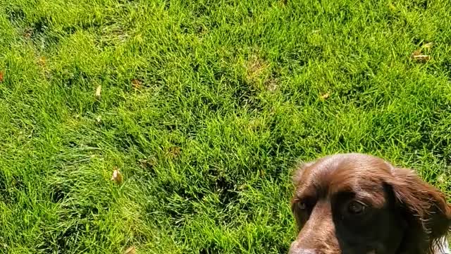 Springer Spaniel handling drill