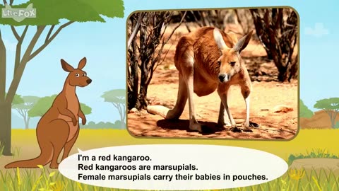 Animal World Red Kangaroo