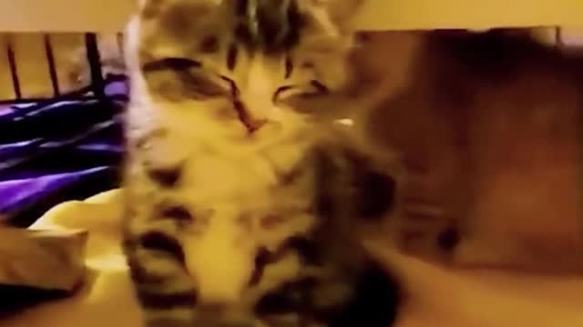 funny animals video