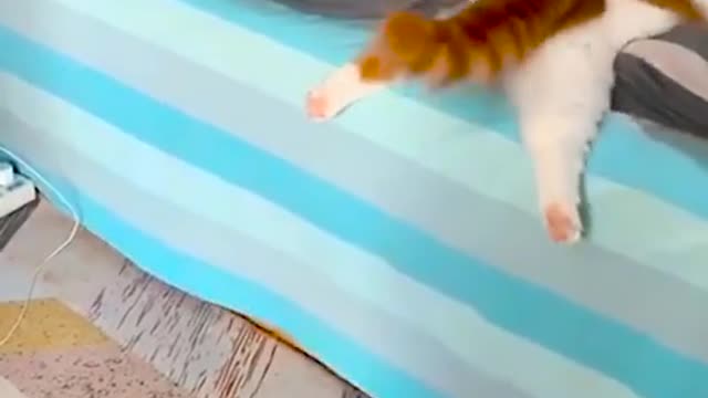 Funny cats moments 🐈