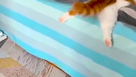 Funny cats moments 🐈