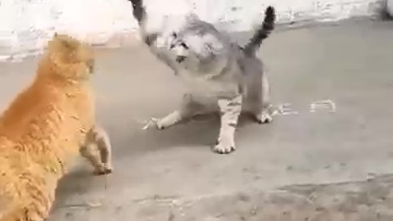 Cat fight