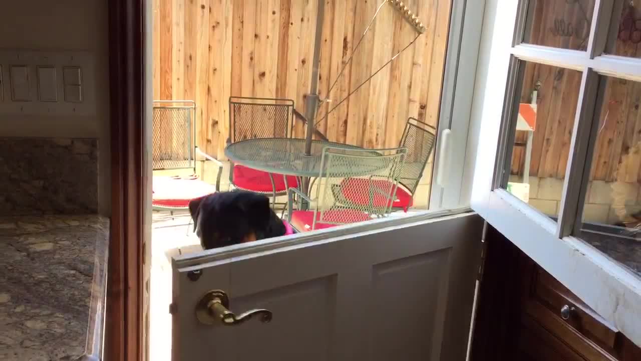 My friend taught her dog to open doors