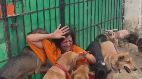 Dog playing with mother