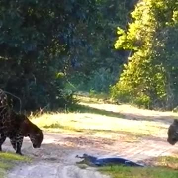 jaguar catches alligator 😱😱😱