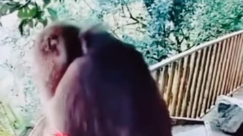 🤣😹😜 Funny Animal Video 😹🤣😜