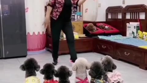 learn of dance to dogs