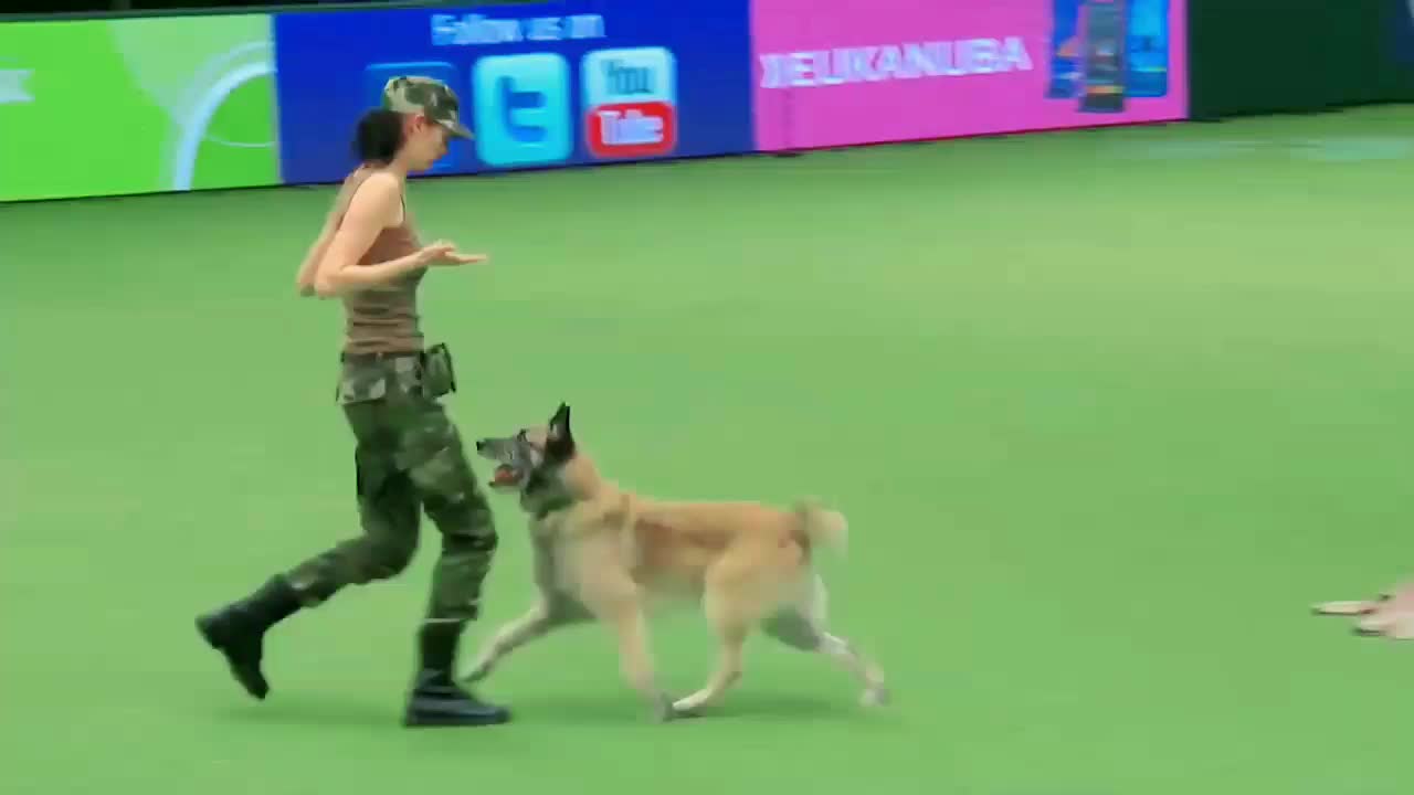 Amazing dog training...