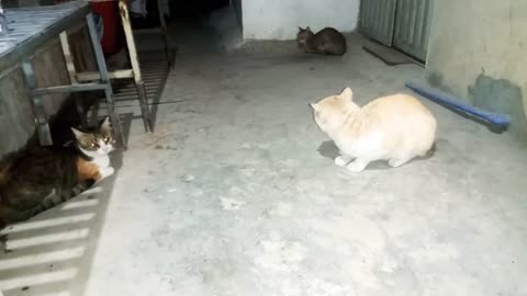 hungry stray cats are waiting food/stray cats & kittens