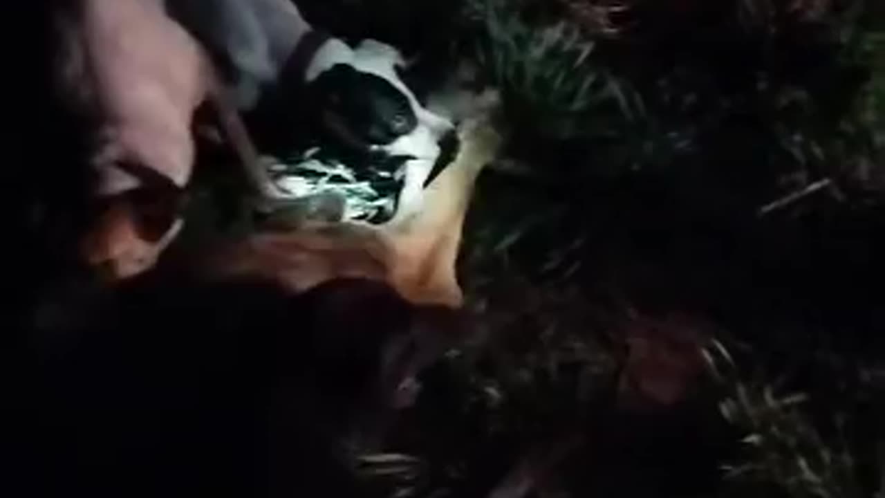 Boarhounds kill deer