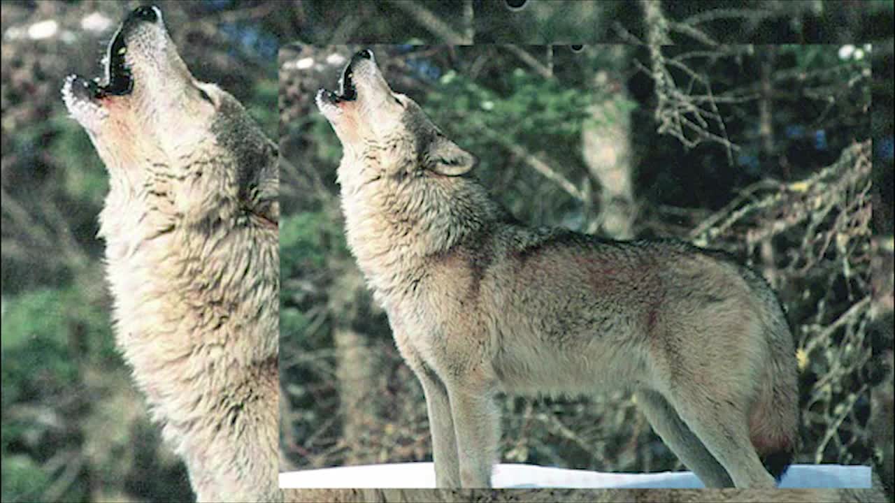 Five Facts About Wolves - Wolf Facts, For Kids