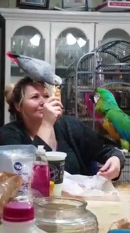 Sharing dinner with birds