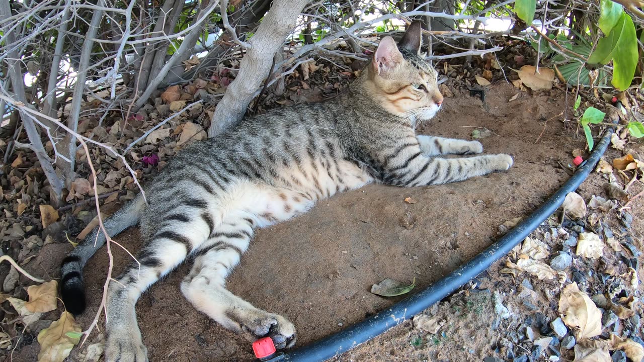 MICHAEL JACKSON - Homeless cat in Ras Al Khaimah, UAE #cat #cats #MichaelJackson #emirates #ae #UAE