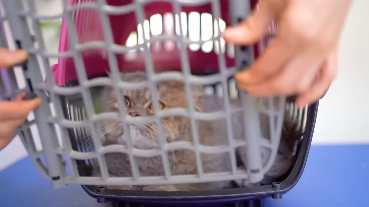 Cat groomer relieves stress while working.