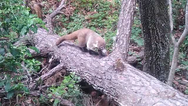 Coati en Chipinque