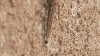 Perfectly camouflaged strange insect with a tail like lizard | You know the name of this insect?