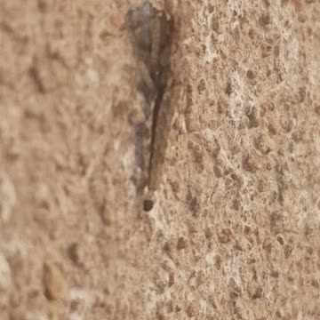 Perfectly camouflaged strange insect with a tail like lizard | You know the name of this insect?