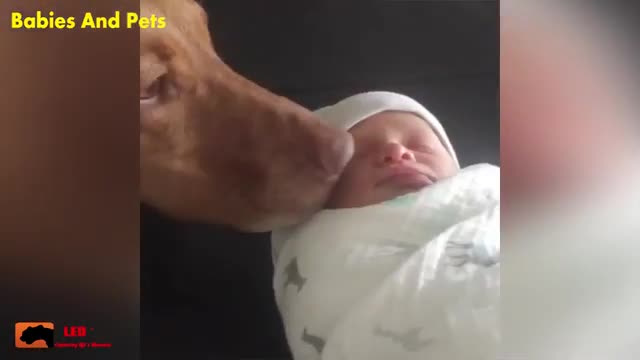 Funny Baby And a Happy Dog Playing Together - Cute funny Duo👍