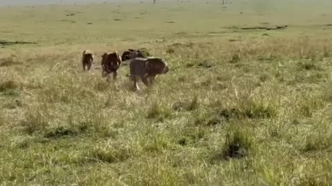 Male lion gets tired of running and decides to fight back