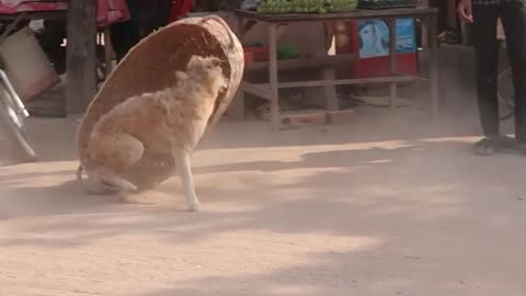Funny Dog Prank Video