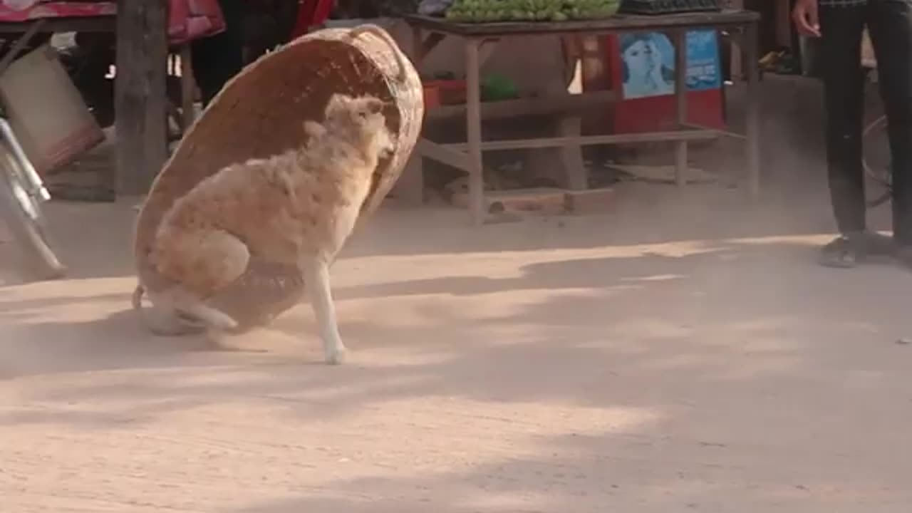Funny Dog Prank Video