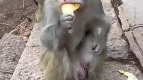 Clever _monkey _monkey