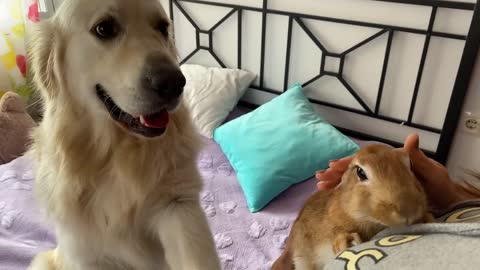 The Dog is Jealous of Rabbit and wants to be carried in owner's arms too