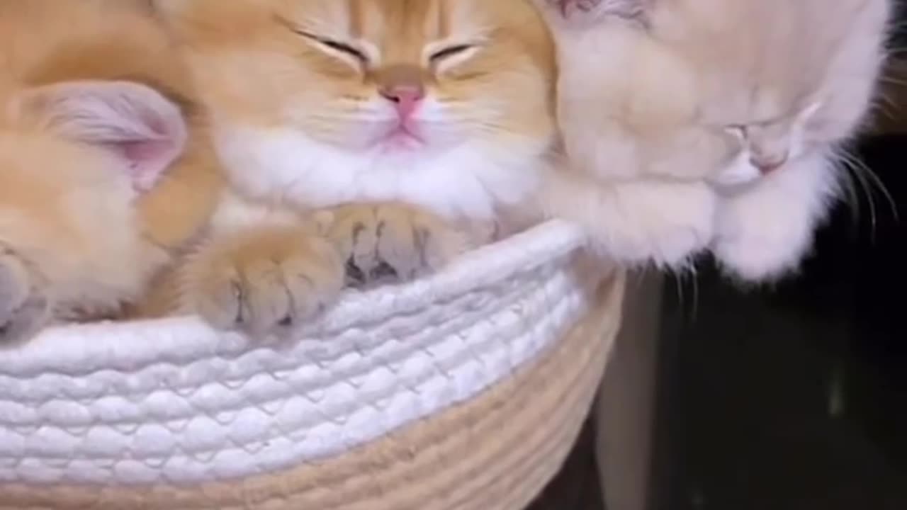 3 cats Sleeping | funny Cat | sooo Cute | Cute Cat