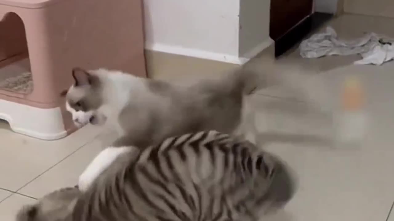 Cat Funny Videos