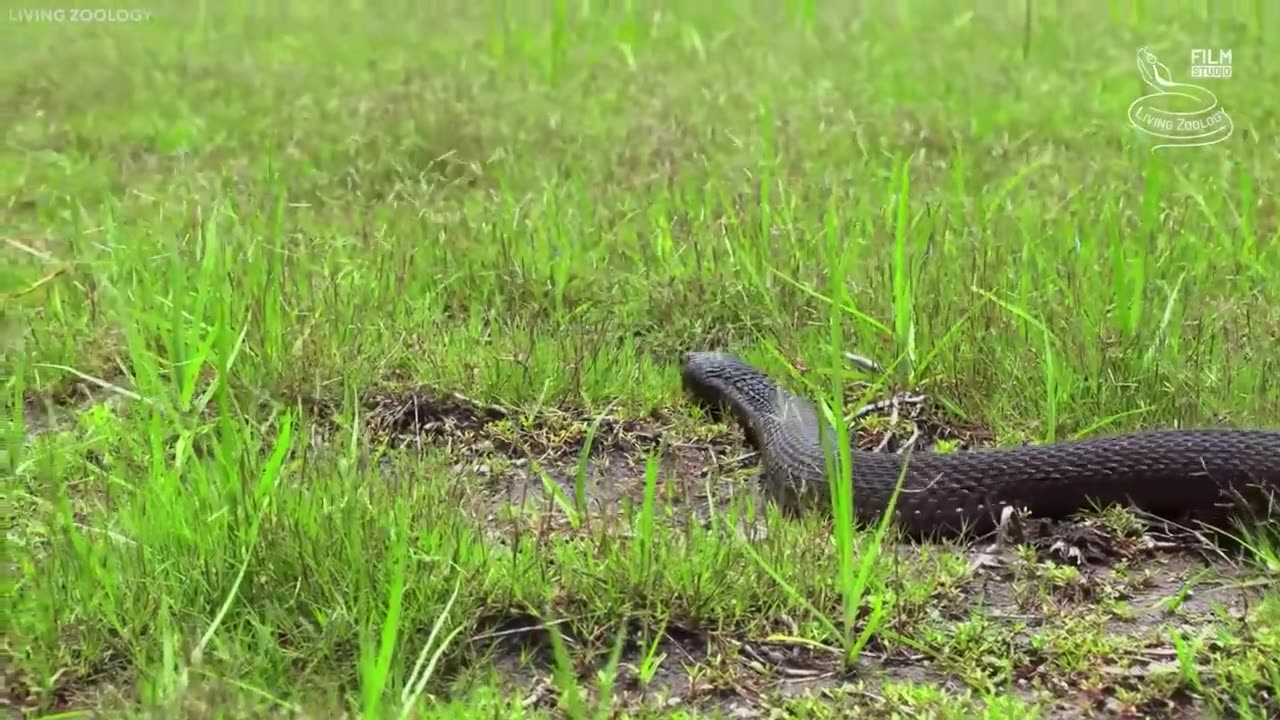 20 Times Snakes Messed With The Wrong Opponent