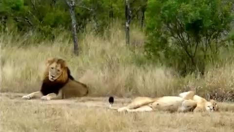 Hilarious! Lioness attempting to lure an uninterested male Lion to mate!