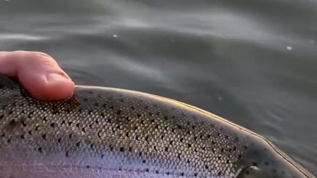 Do any other trout fight as hard as a big rainbow