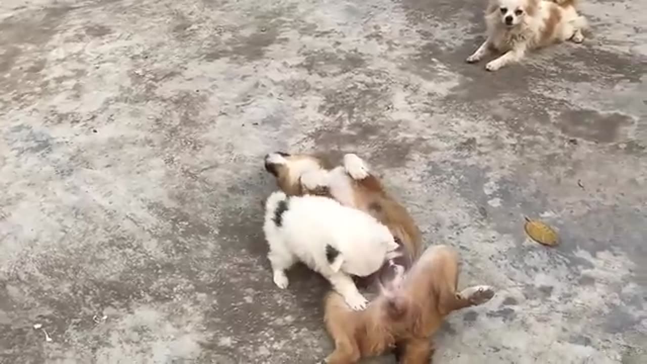 Cutest puppy ------- funny and dog's video