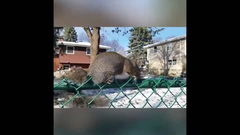Latest Most popular Funny video
