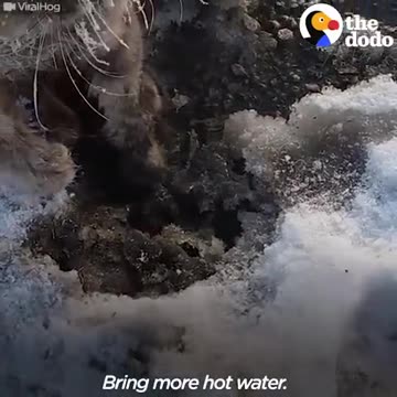 Cat Frozen To Ground Gets Rescued | The Dodo
