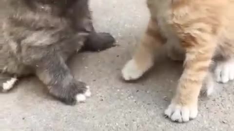 Funny cats and animals videos