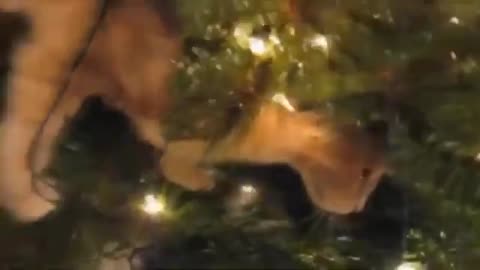 Cats and Christmas Trees Funny 2019